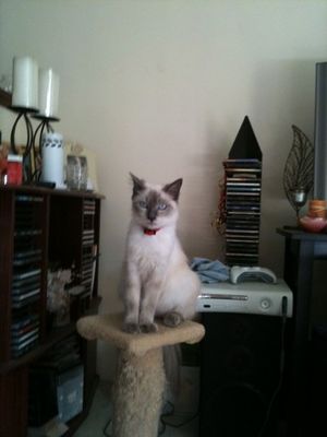 Dinah5.jpg