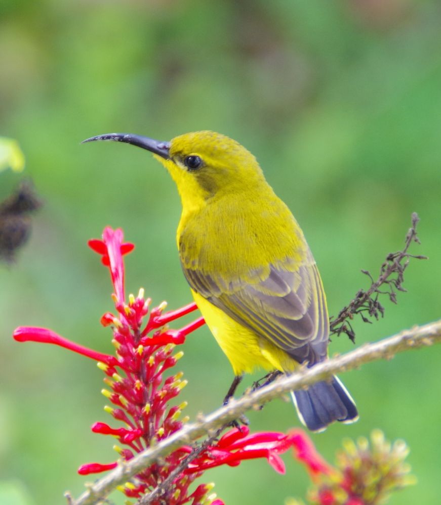 honey eater