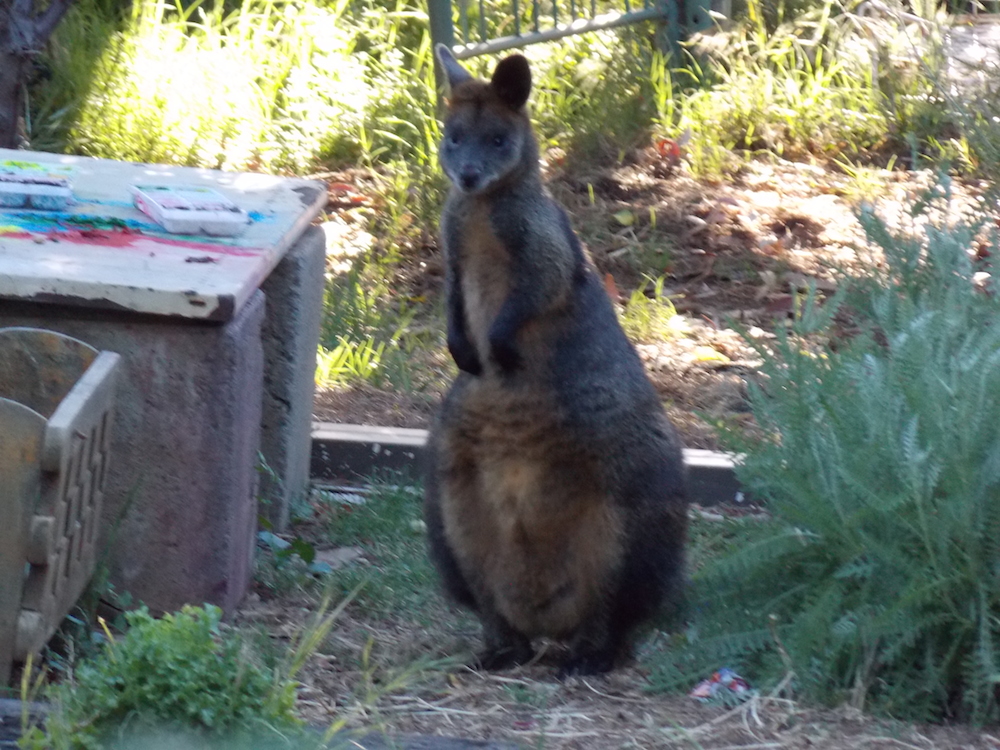 female wallaby.JPG